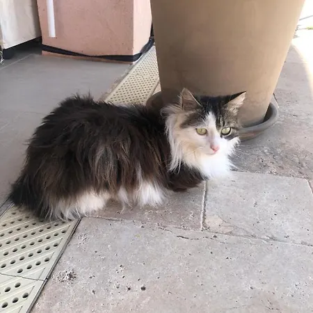 Vue Mer.tranquilite.cap D'ail A 10 Mn De Monaco Διαμέρισμα *